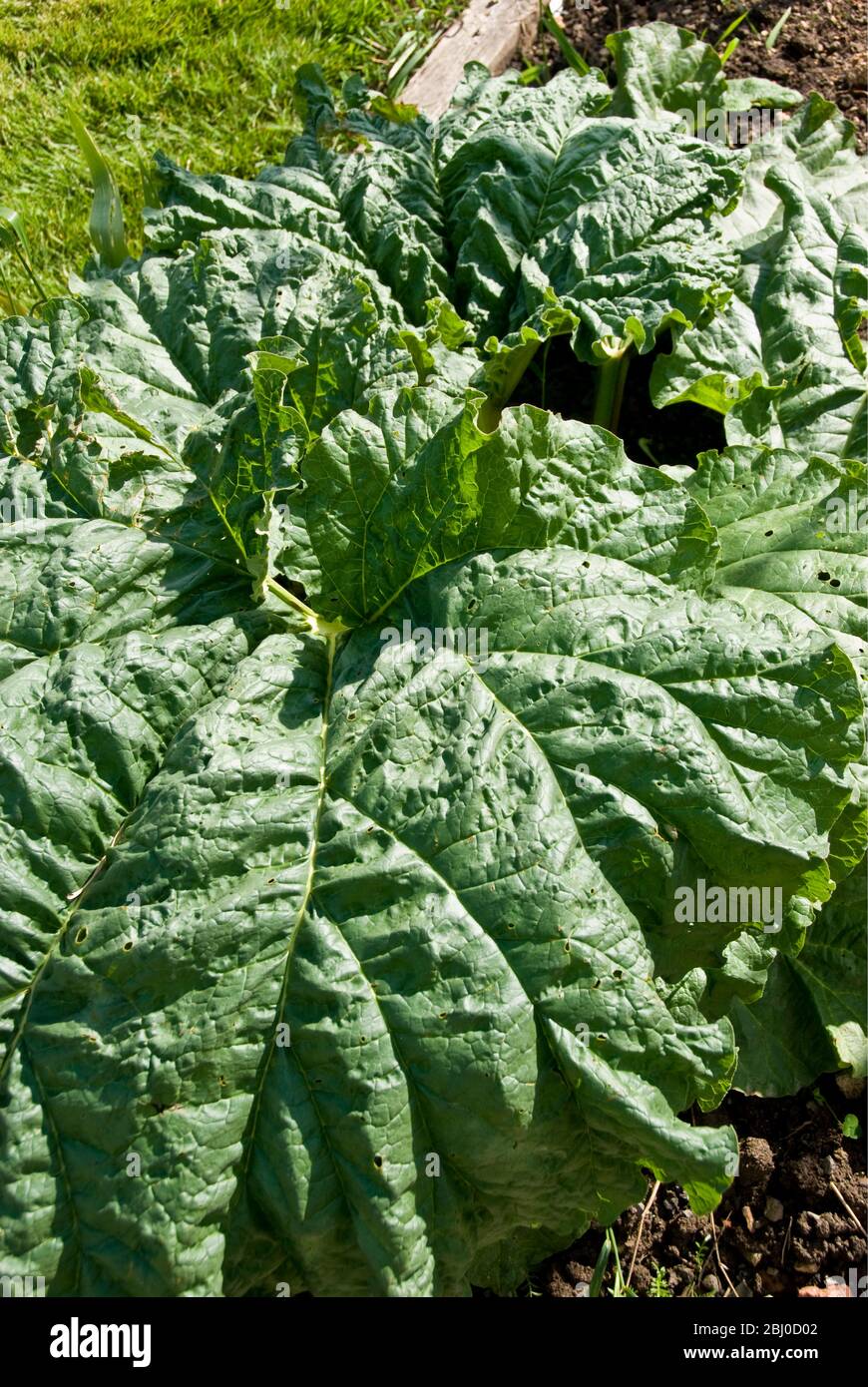 Huge rhubarb leaves in garden plot - Stock Photo