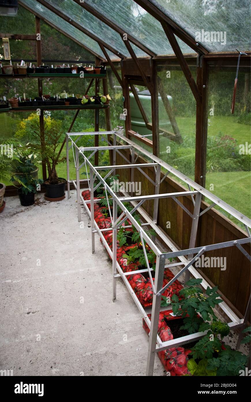 Interior of greenhouse with staging, seedlings and tomato plants - Stock Photo