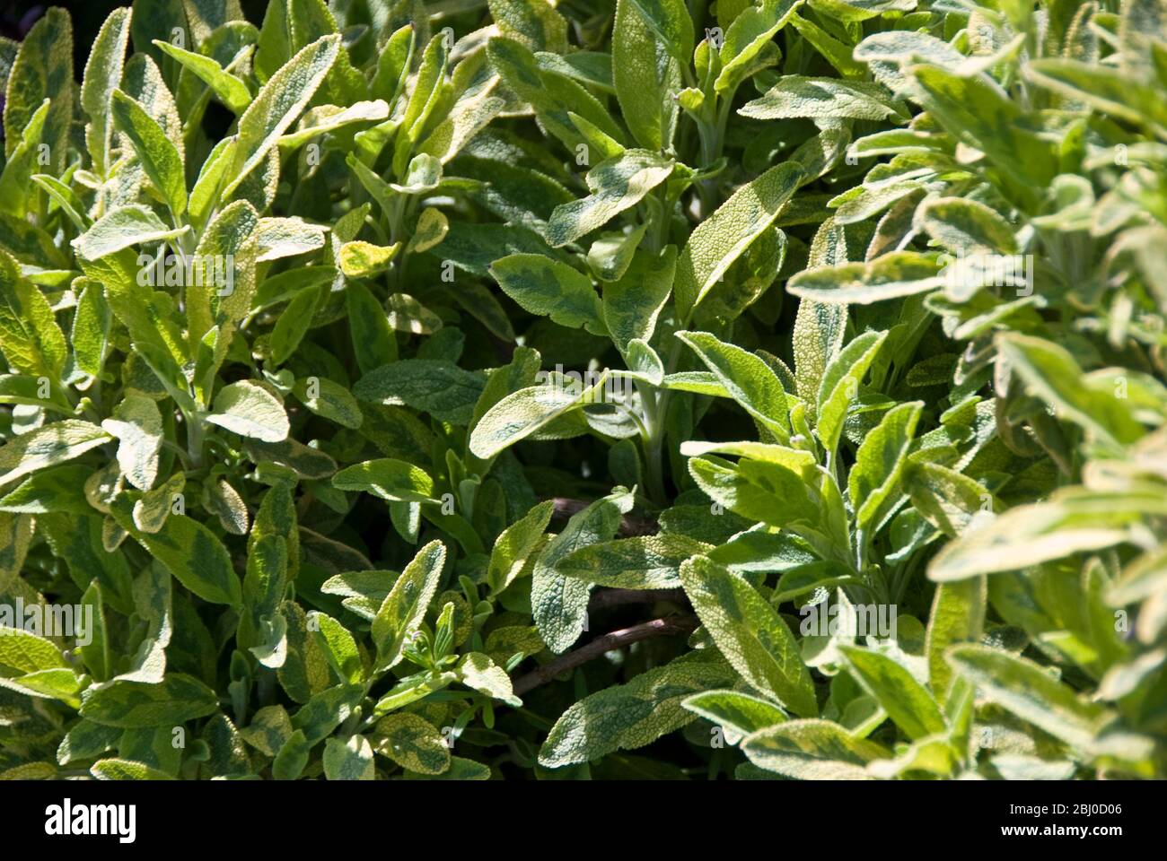 Close up of variegated sage plant in herb garden - Stock Photo