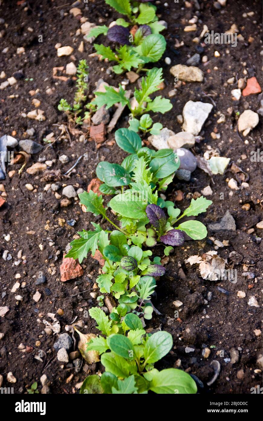 A row of seedlings of various mixed salad leaves in stony garden soil - Stock Photo