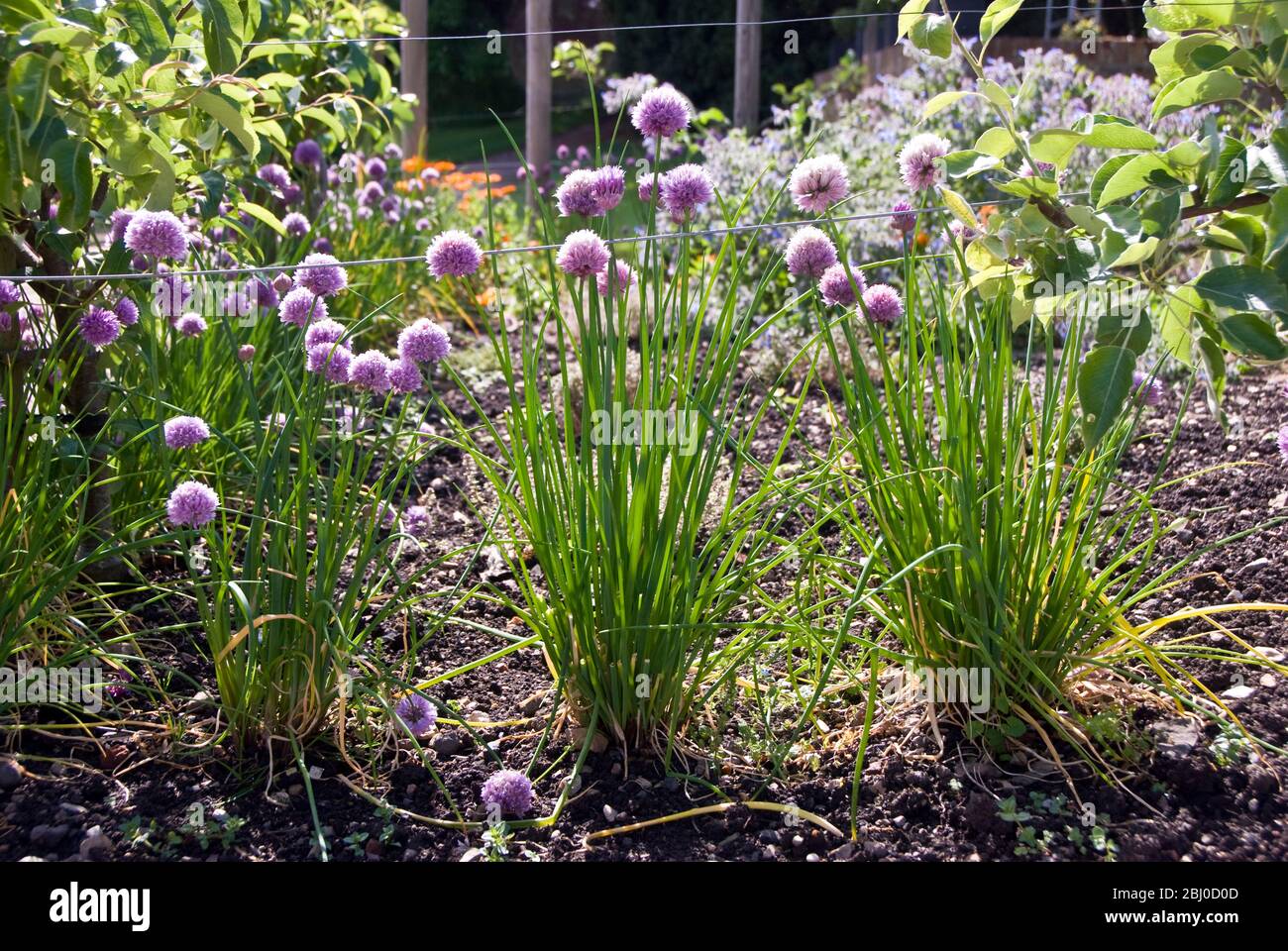 Chive plants in flower around edge of herb garden. - Stock Photo
