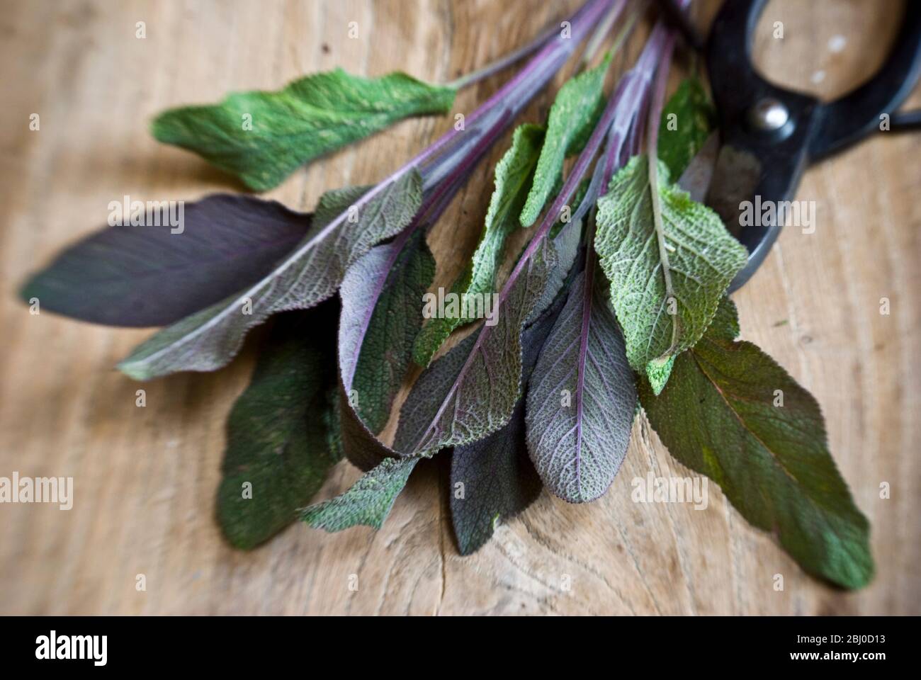 Freshly cut sprig of purple sage leaves on old wooden surface, with Japanese scissors - Stock Photo