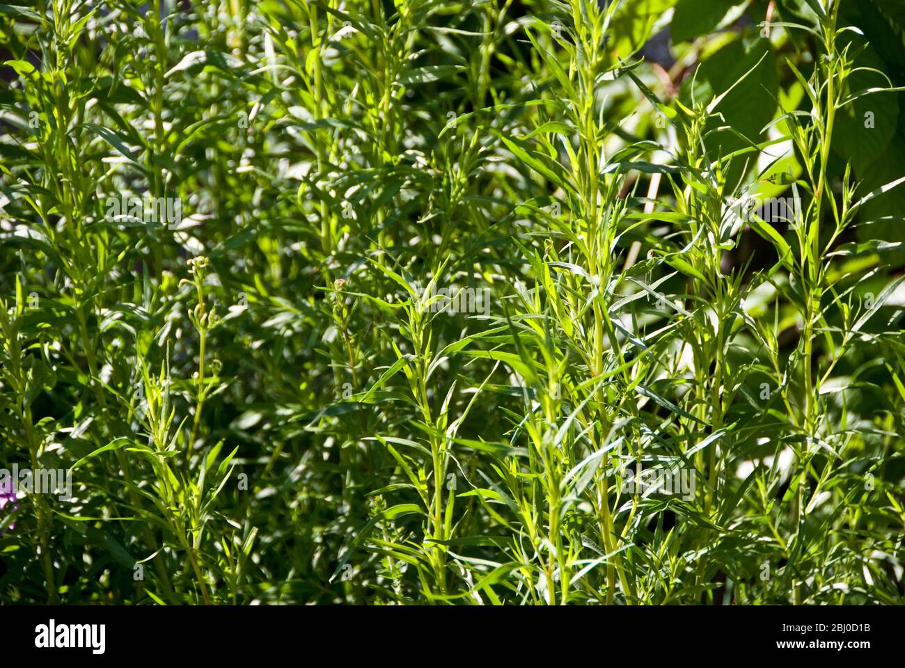 Franch tarragon plants in herb garden in sunshine - Stock Photo