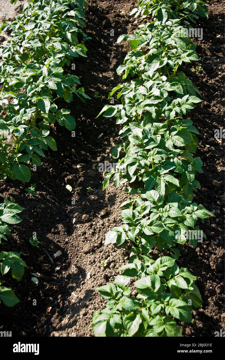 Potato plants banked up to promote growth of potatoes - Stock Photo
