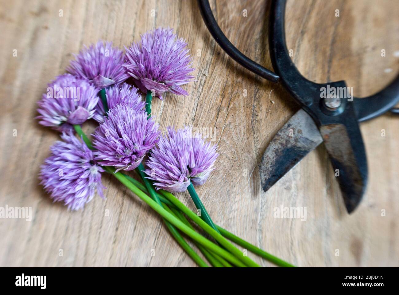 Cut chives on wooden surface with Japanese scissors - Stock Photo