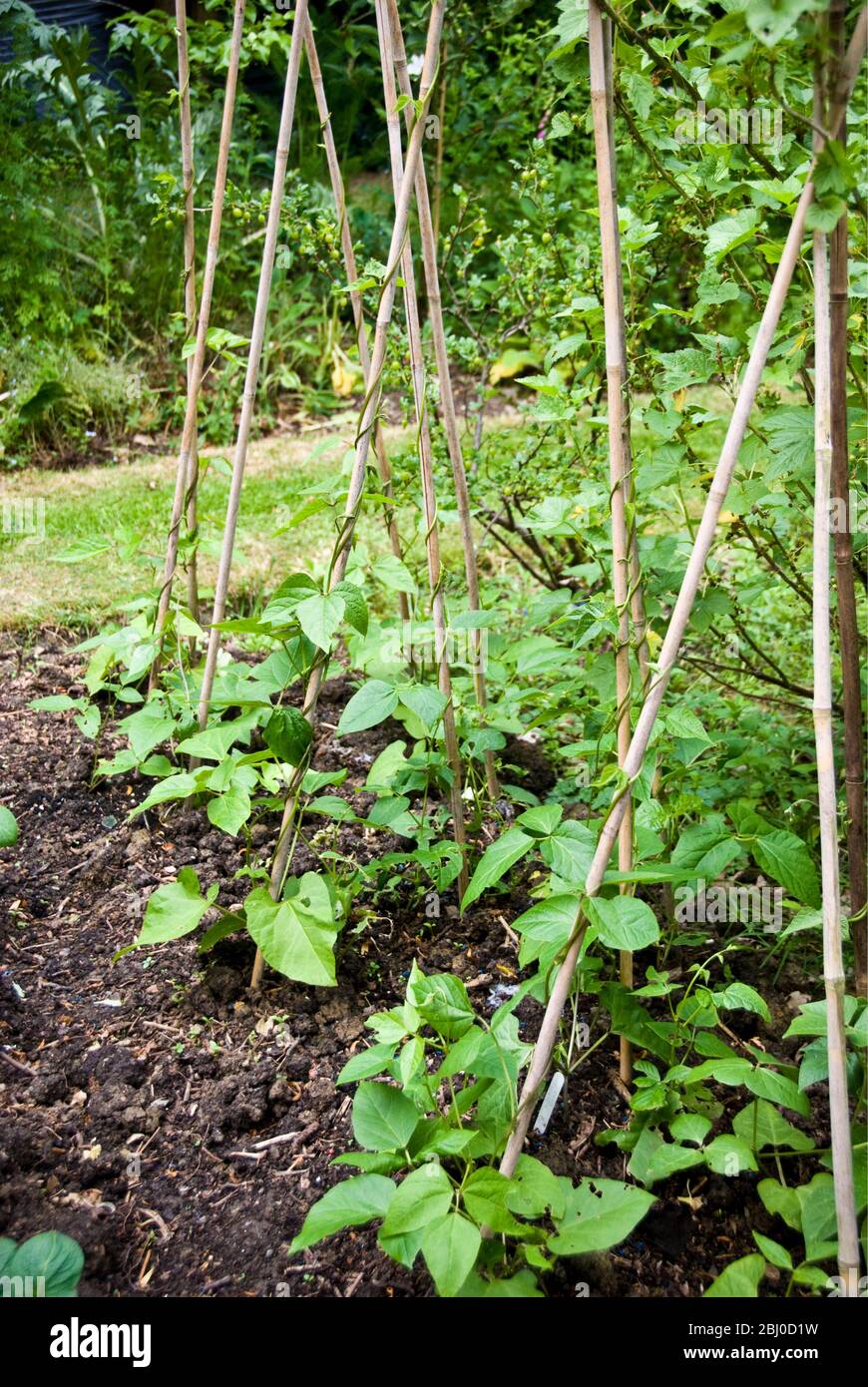 Young runner bean plants growing up bamboo canes in country garden vegetable plot - Stock Photo