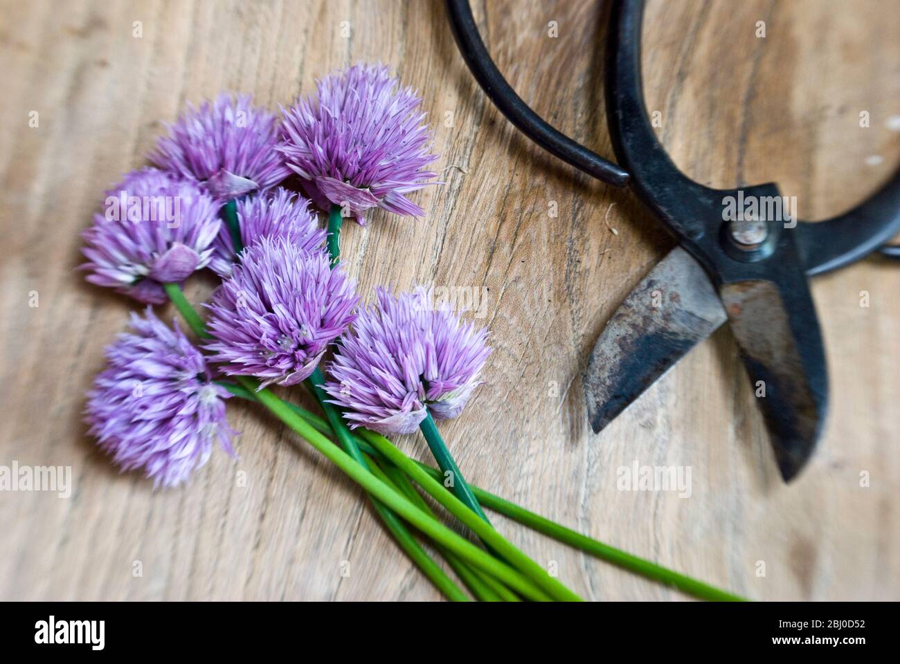 Cut chives on wooden surface with Japanese scissors - Stock Photo