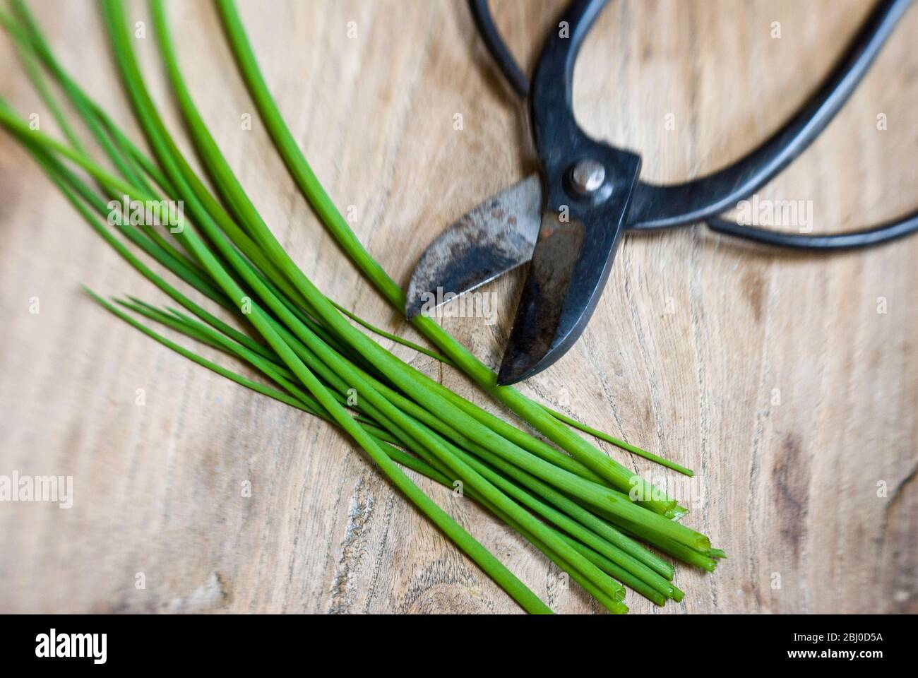 Cut chives on wooden surface with Japanese scissors - Stock Photo