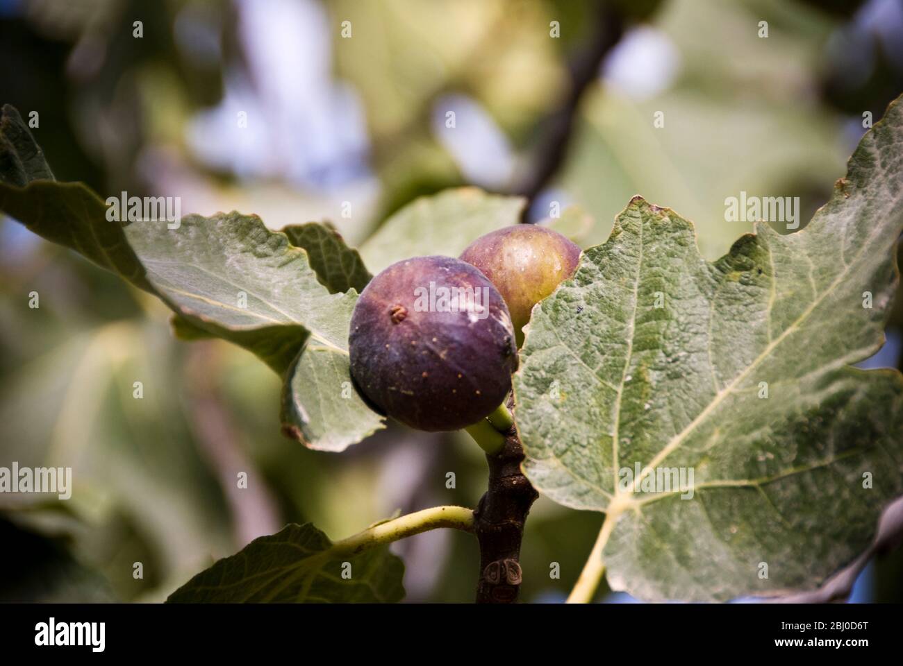 Ripe figs growing on trees in bright Cyprus sunshine - Stock Photo