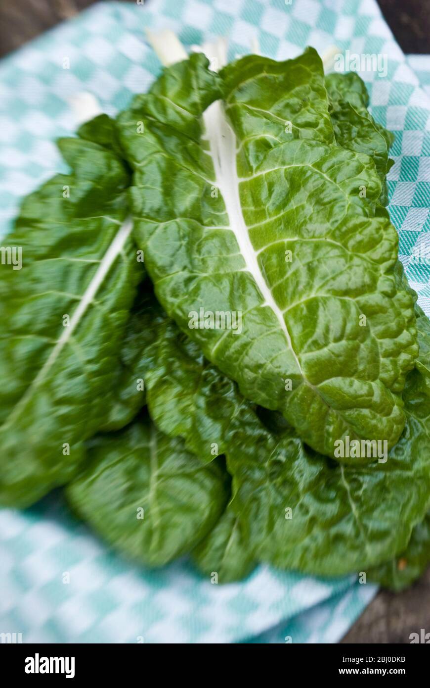 Freshly picked swiss chard leaves on green tea towel - Stock Photo