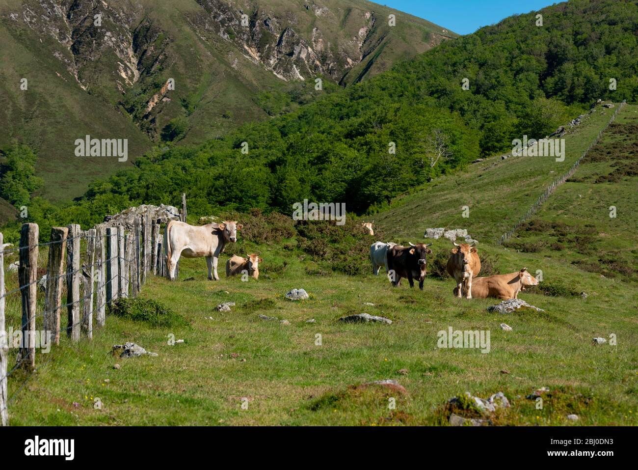 Native cow of the Navarrese Pyrenees, Erro valley, Navarra, Spain Stock Photo