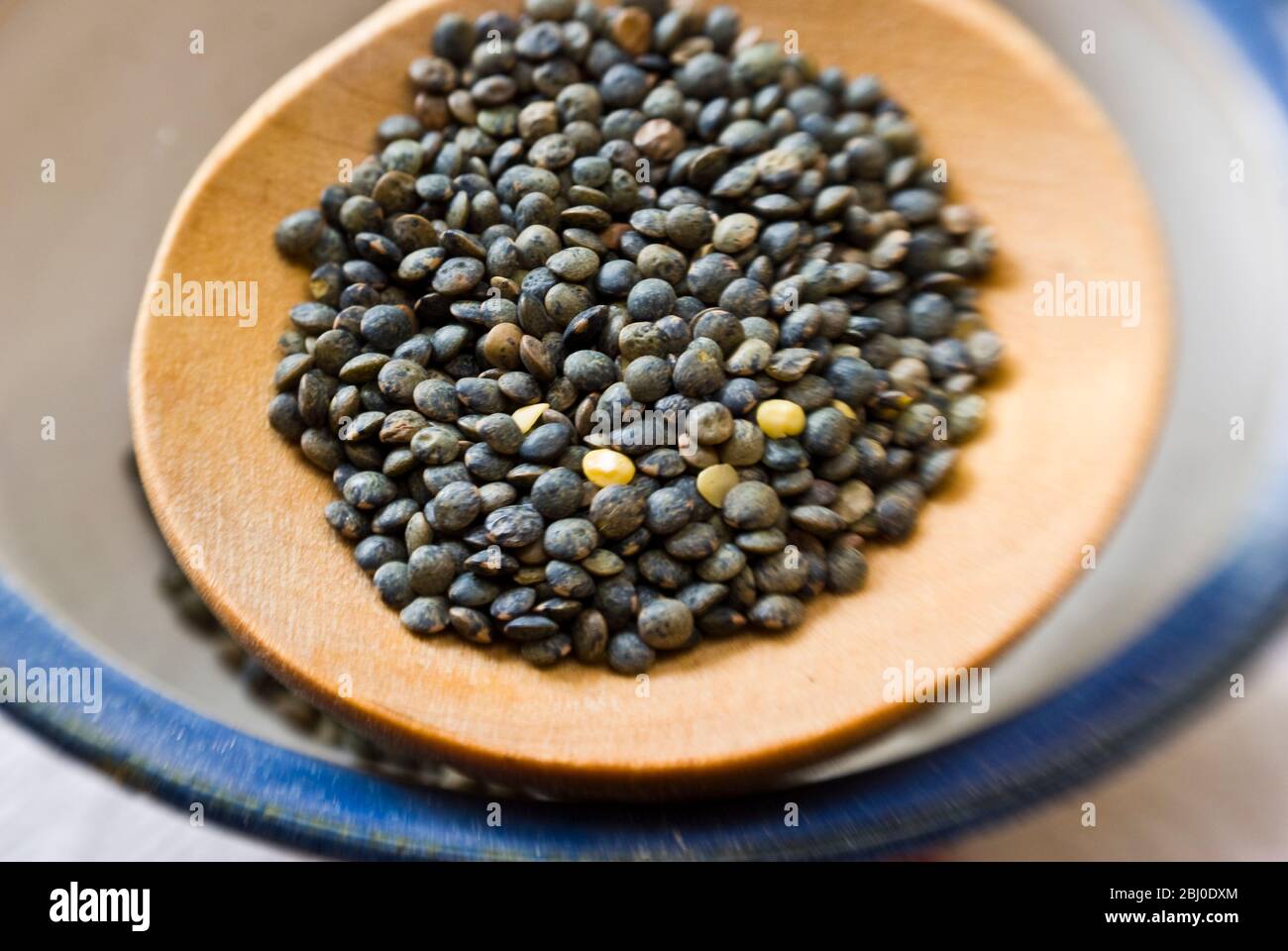 Small blue-green puy lentil on wooden spoon - Stock Photo