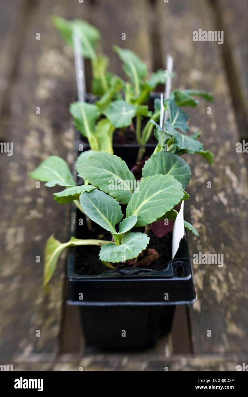 Mixed brassica seedling in compost waiting to be planted in vegetable plot. - Stock Photo