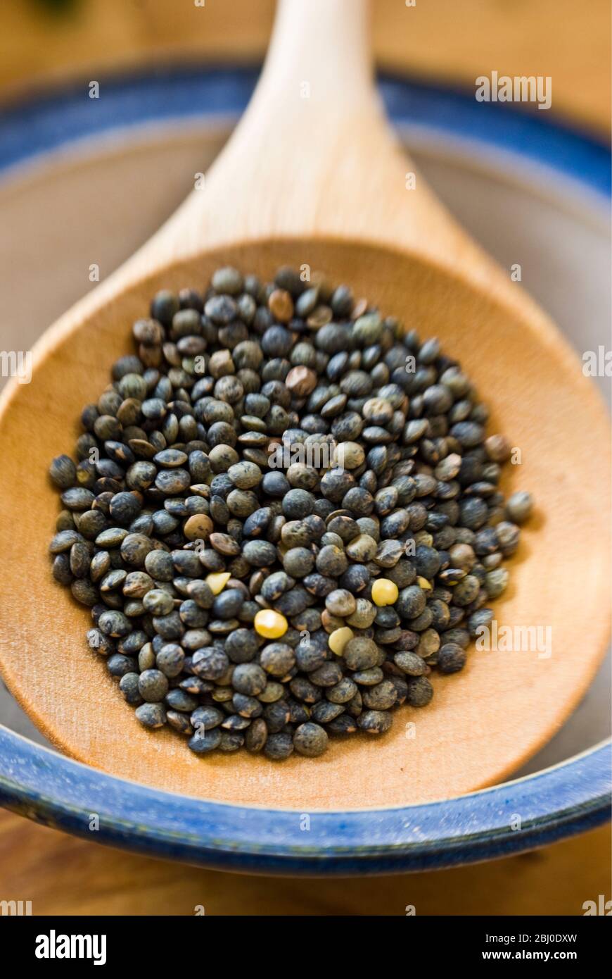 Small blue-green puy lentil on wooden spoon - Stock Photo