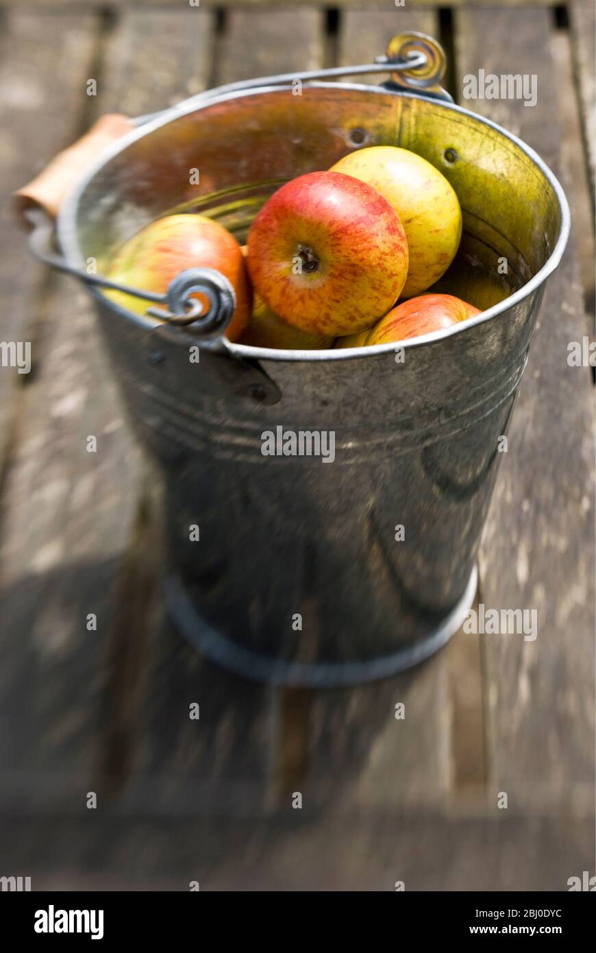Small cox's orange pippins apples in tin bucket on garden table - Stock Photo