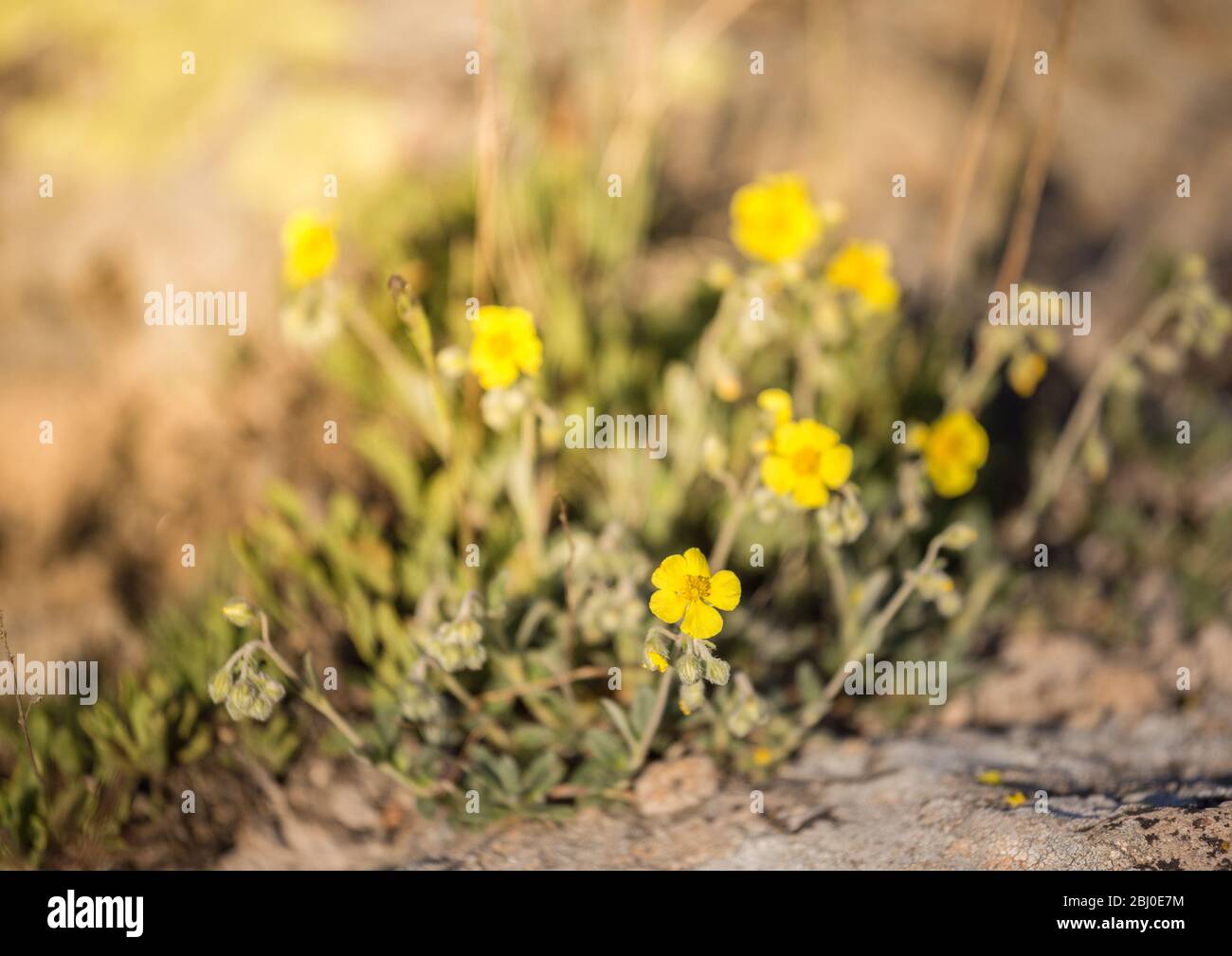 Helianthemum numullarium , also known as rock rose, sunrose, rushrose, or frostweed, yellow plant growing mostly on soil erosion and desertification Stock Photo