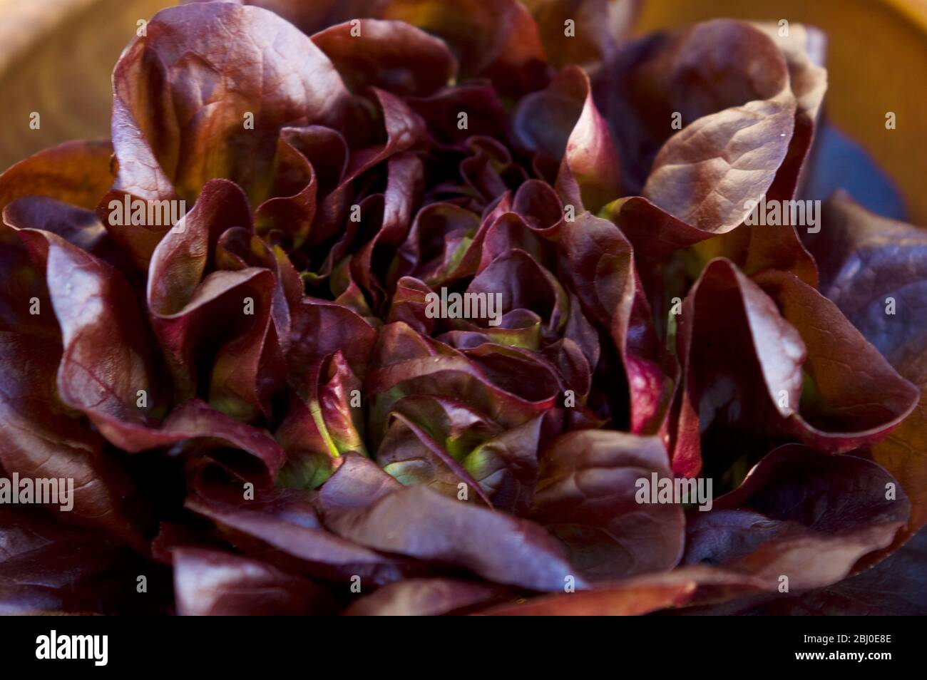 Dark red whole lettuce in wooden bowl Stock Photo
