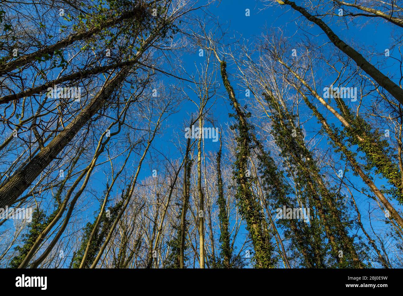 Vertical image of poplar & Alder trees against blue sky in the spring Stock Photo