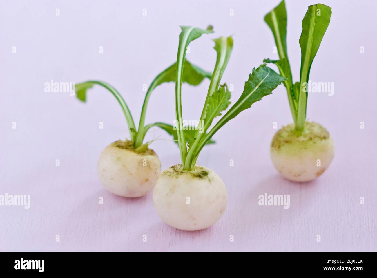 Three little baby turnips on pink surface Stock Photo Alamy
