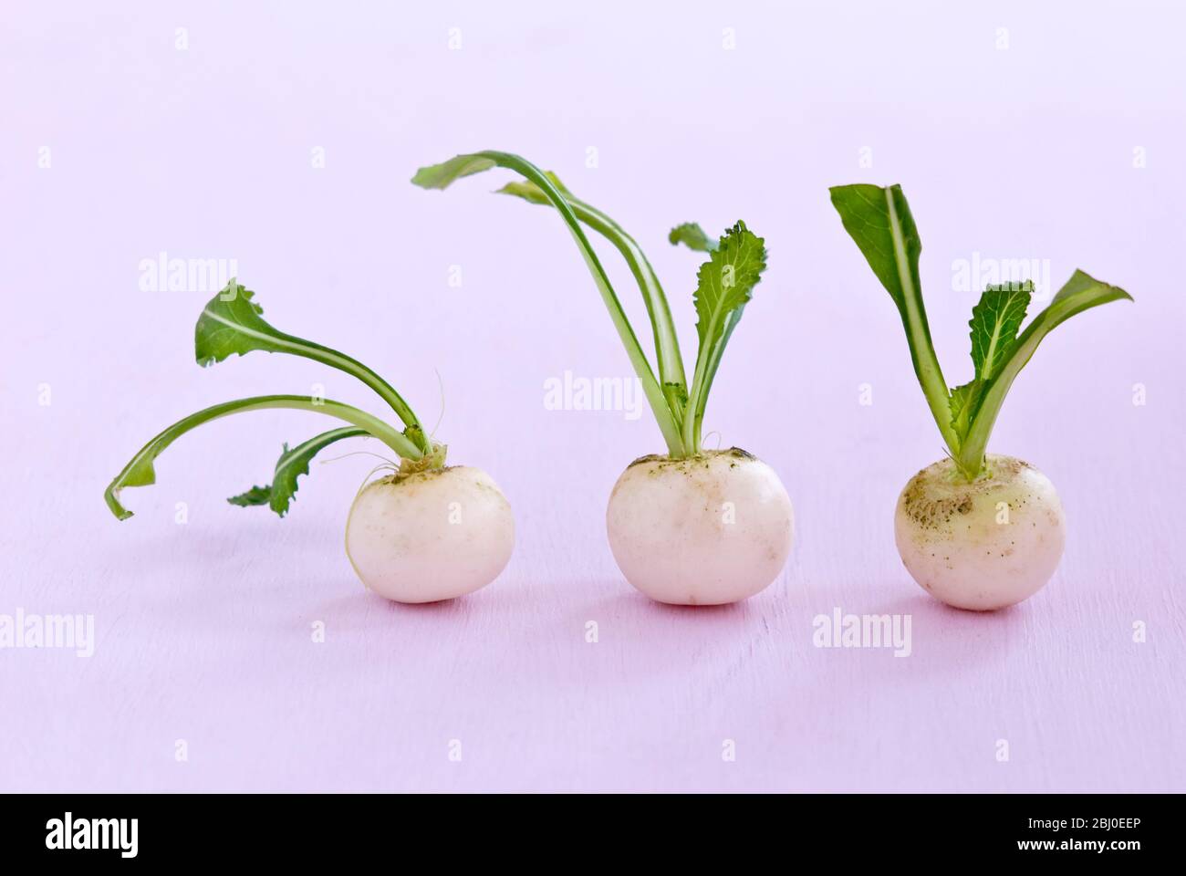 Three little baby turnips on pink surface Stock Photo Alamy