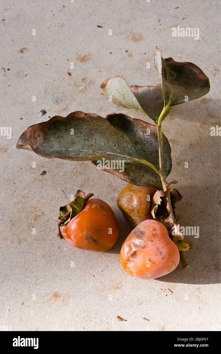 Persimmons freshly picked from the tree in southern Cyprus. - Stock Photo
