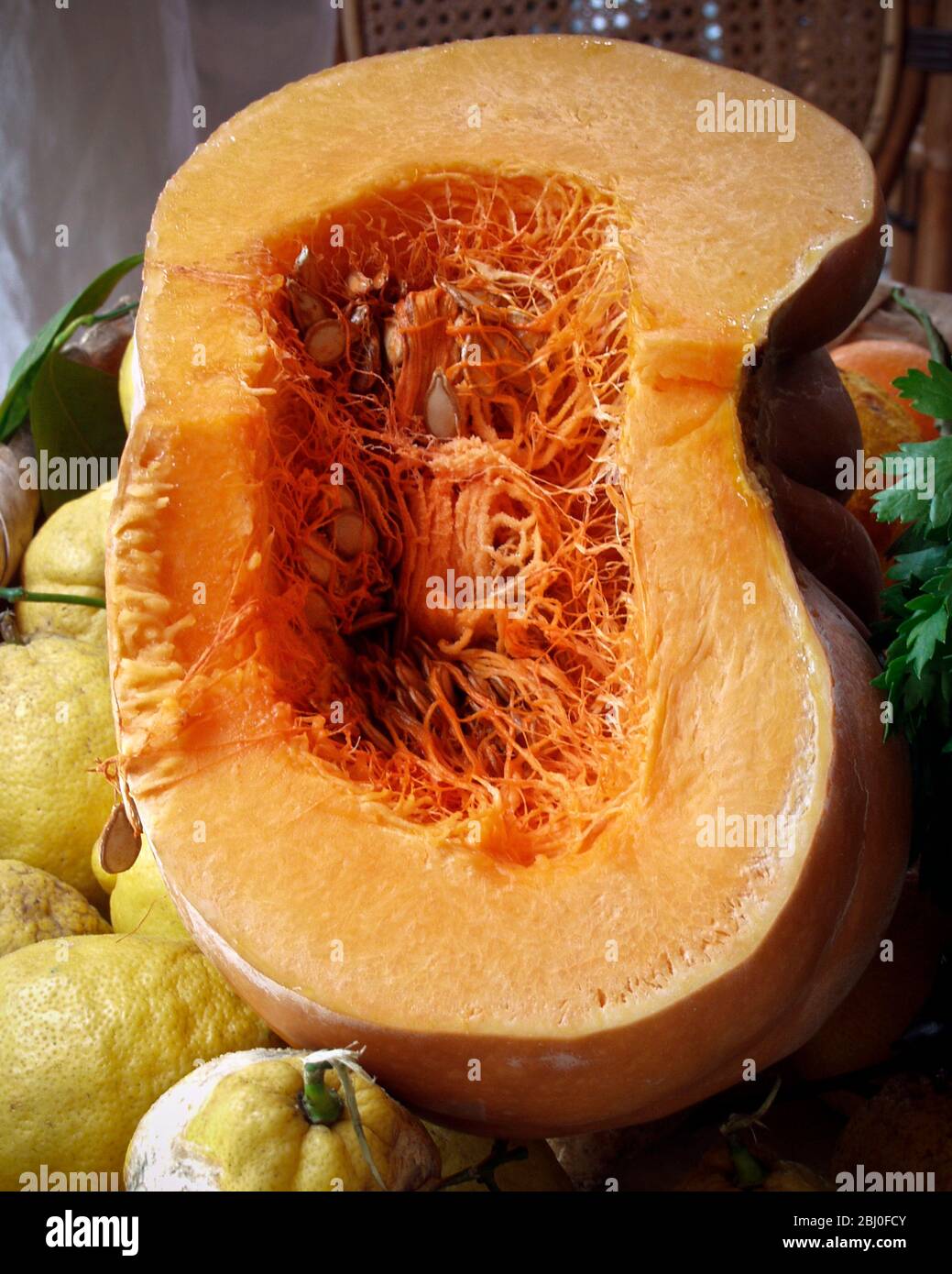 Huge pumpkin cut through showing fibrous interior with seeeds, surrounded by large and knobbly mediterranean lemons - Stock Photo