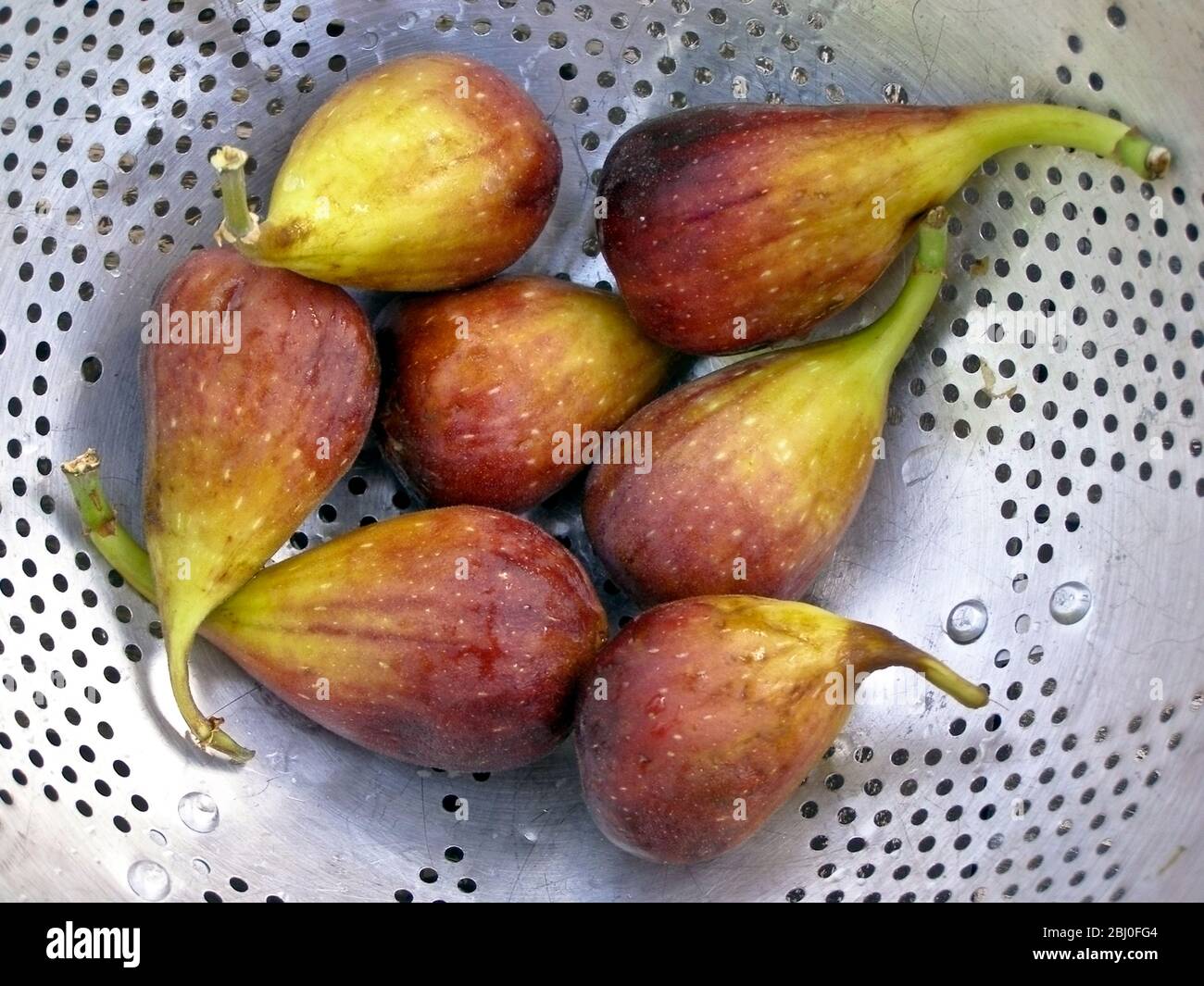 Figs draining in old aluminium colander - Stock Photo