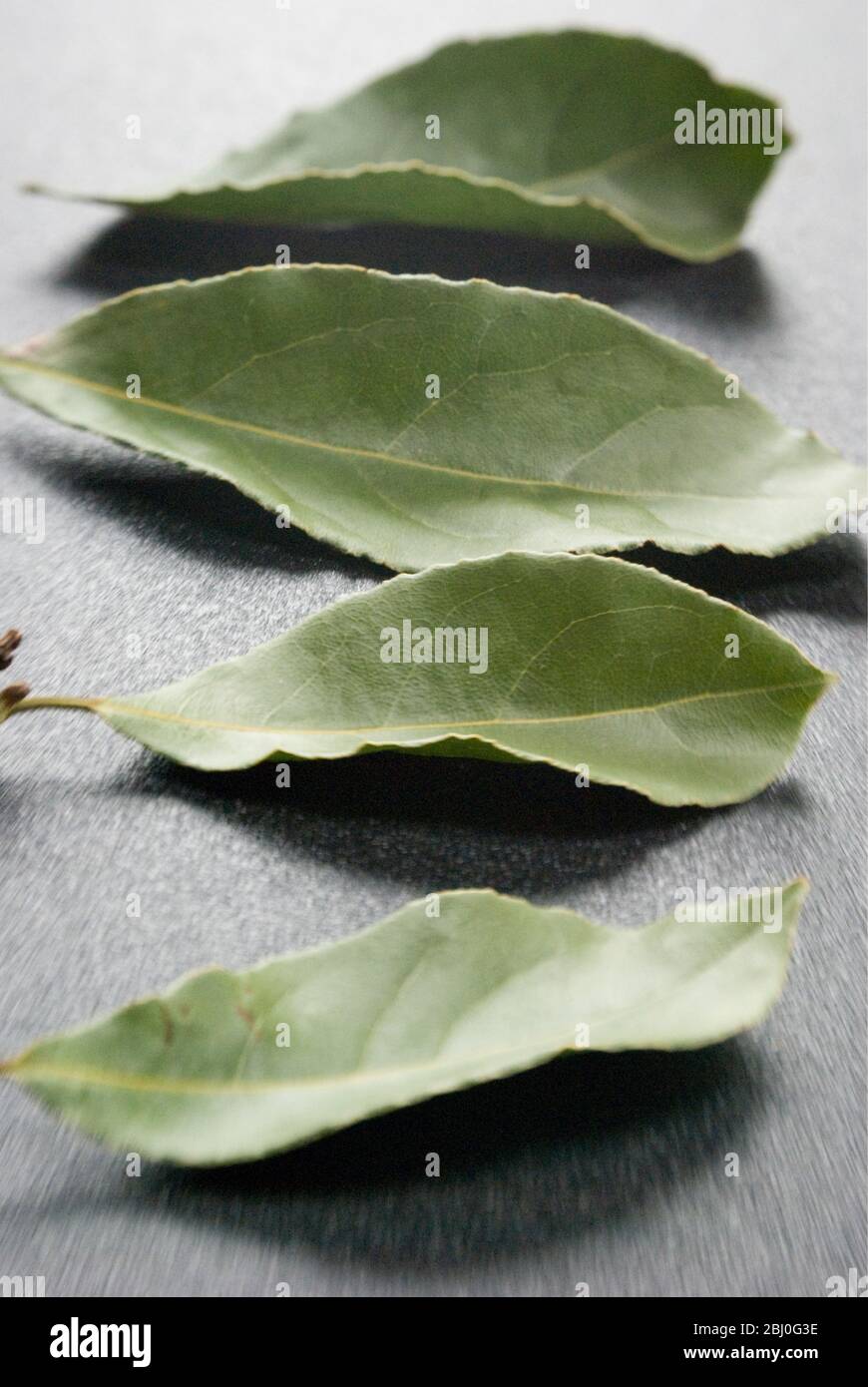 Bay leaves on a dark plastic surface. Bay leaf (Greek Daphni, Romanian Foi de Dafin) is the aromatic leaf of several species of the Laurel family (Lau Stock Photo