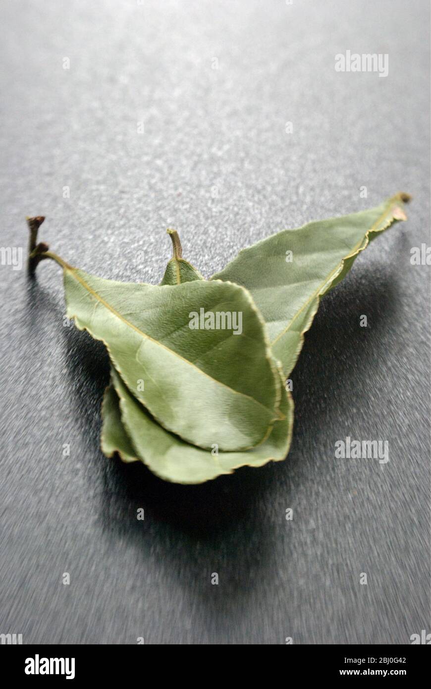 Bay leaves on a dark plastic surface. Bay leaf (Greek Daphni, Romanian Foi de Dafin) is the aromatic leaf of several species of the Laurel family (Lau Stock Photo