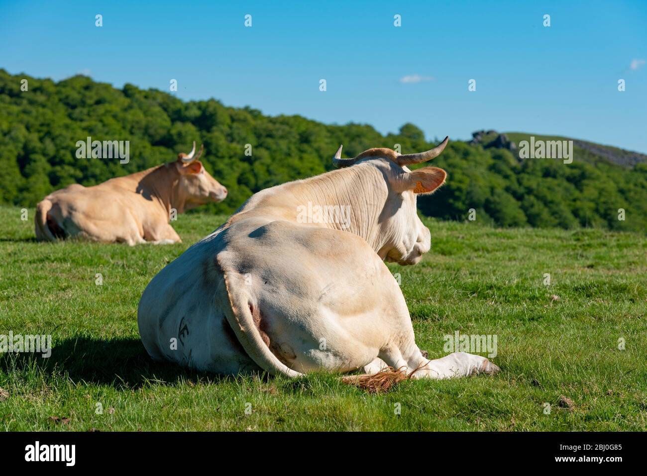 Cows grazing in the mountains, Erro valley, Navarra, Spain Stock Photo