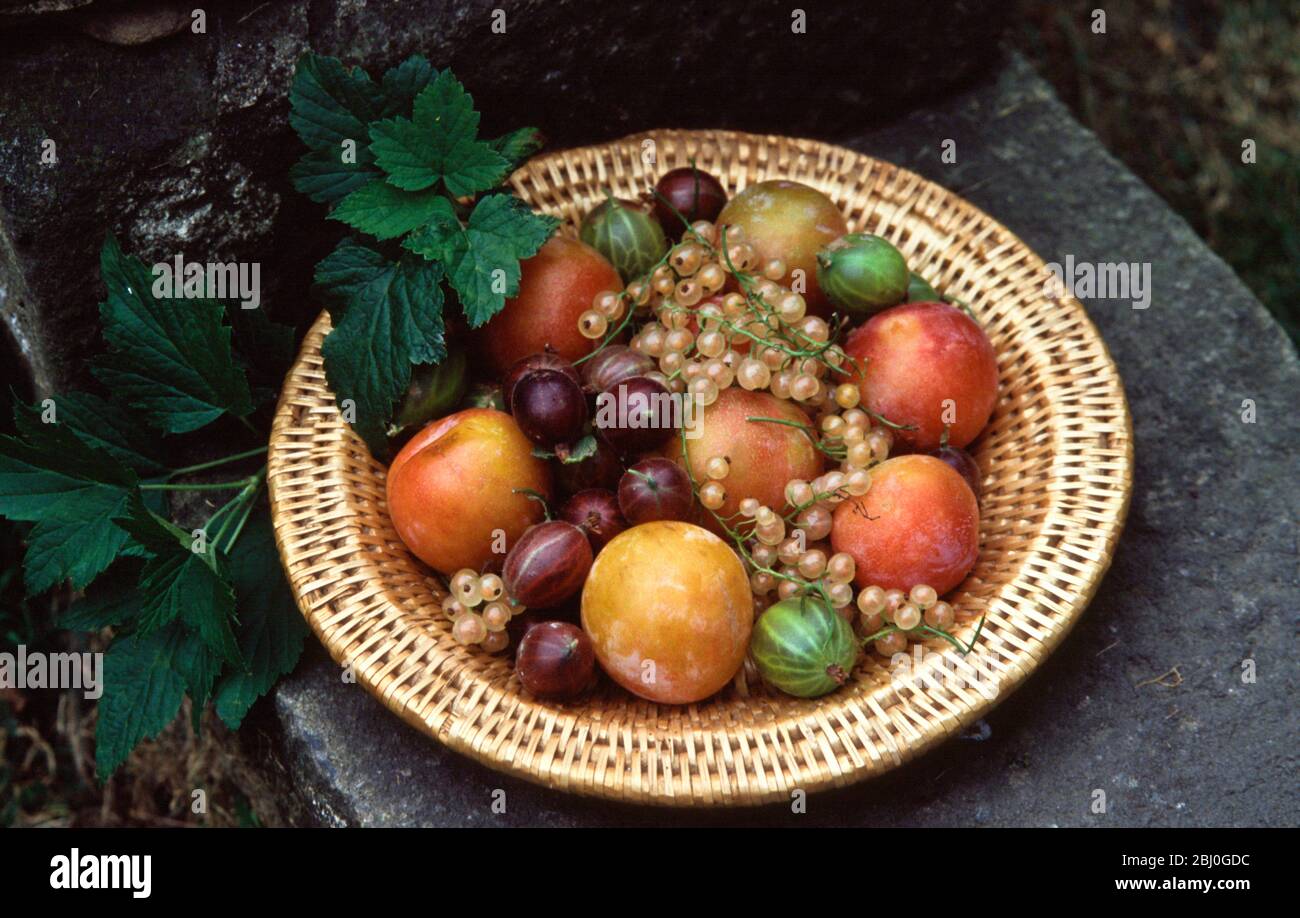 Basket of berries and stonefruits on old step outdoors. - Stock Photo