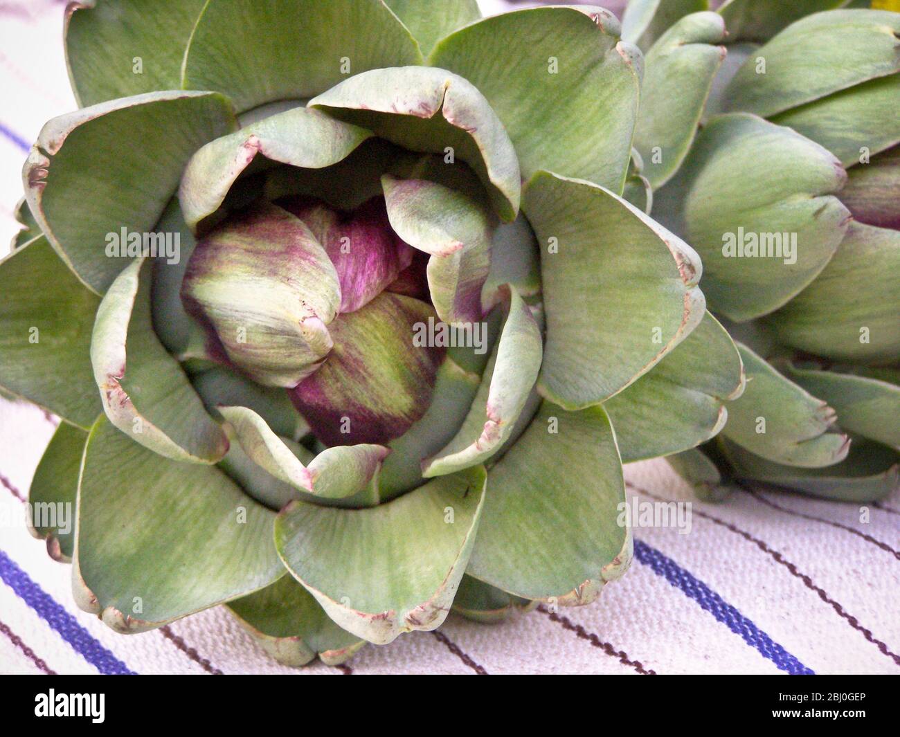 Freshly picked globe artichokes, - Stock Photo