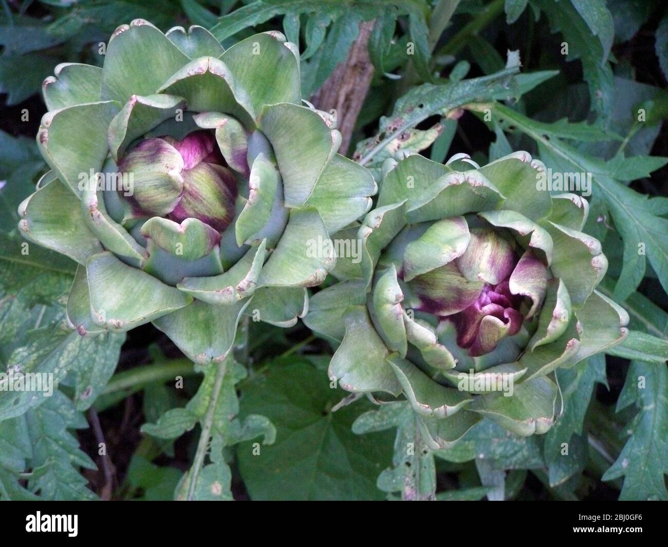 Globe artichoke growing. The Globe artichoke (Cynara scolymus) is a species of thistle. The edible part of the plant is the base (receptacle) of the a Stock Photo