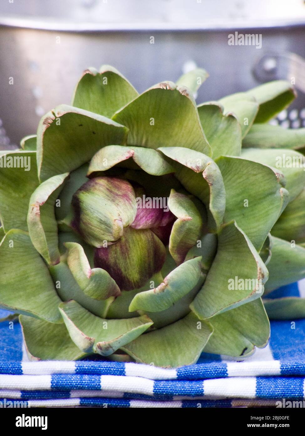 Freshly picked globe artichokes, with metal colander. - Stock Photo
