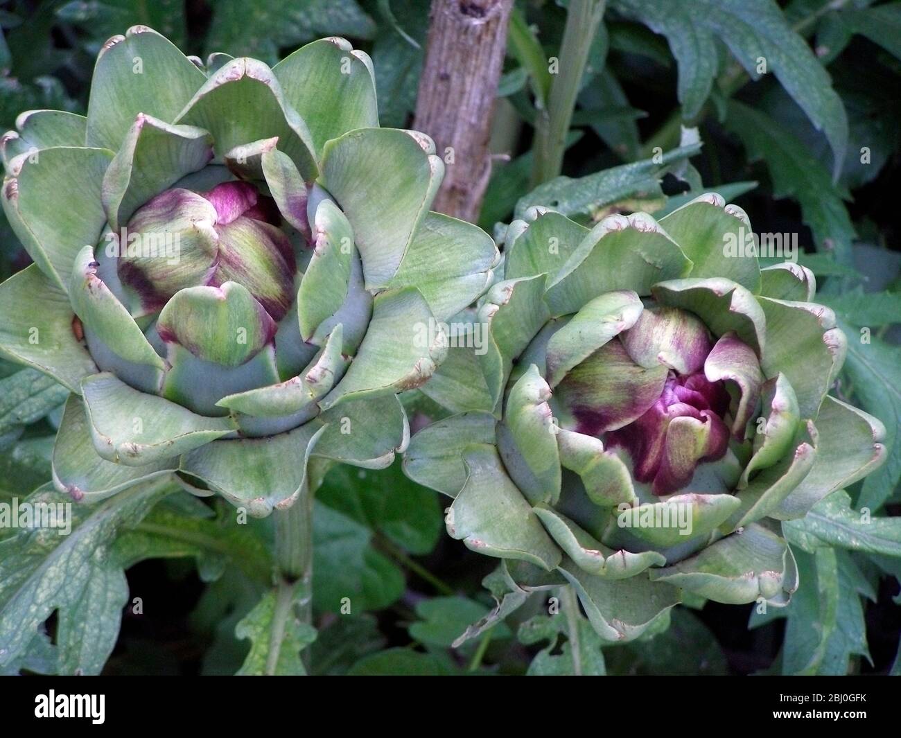 Globe artichoke growing. The Globe artichoke (Cynara scolymus) is a species of thistle. The edible part of the plant is the base (receptacle) of the a Stock Photo