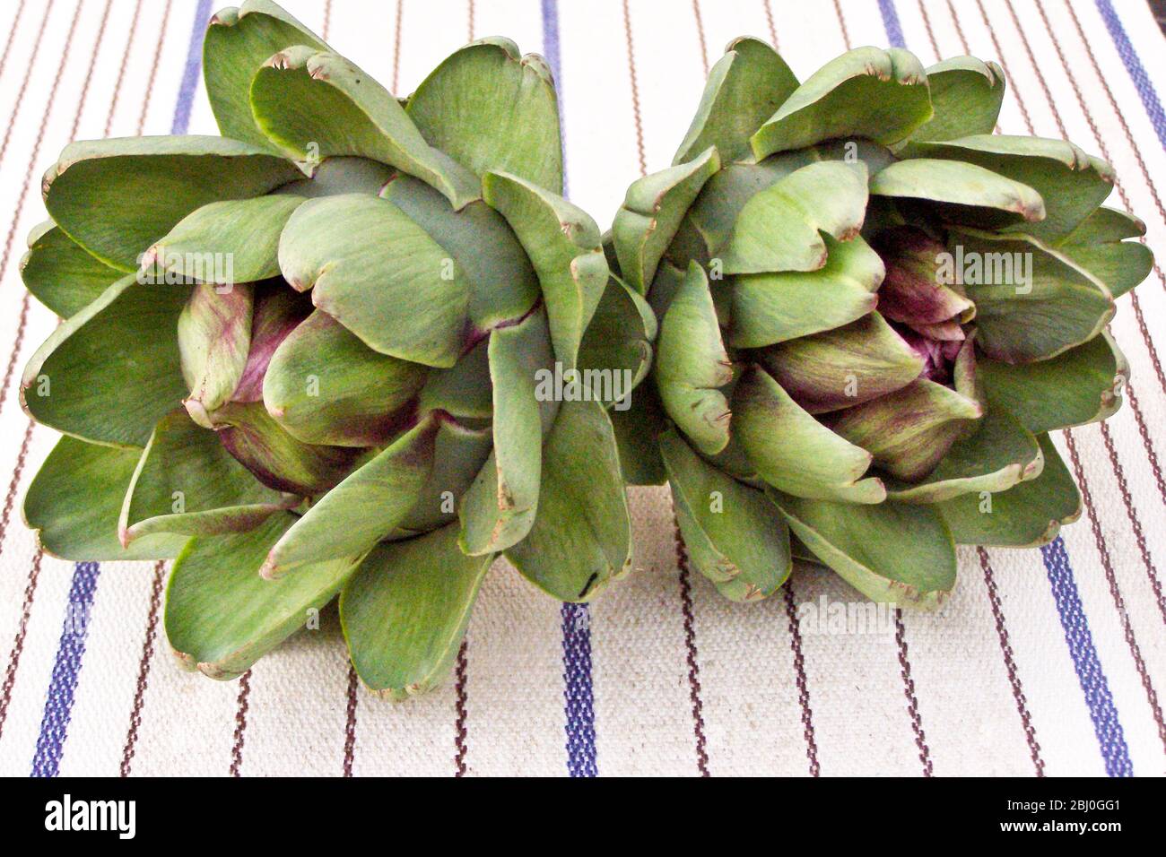 Freshly picked globe artichokes, - Stock Photo