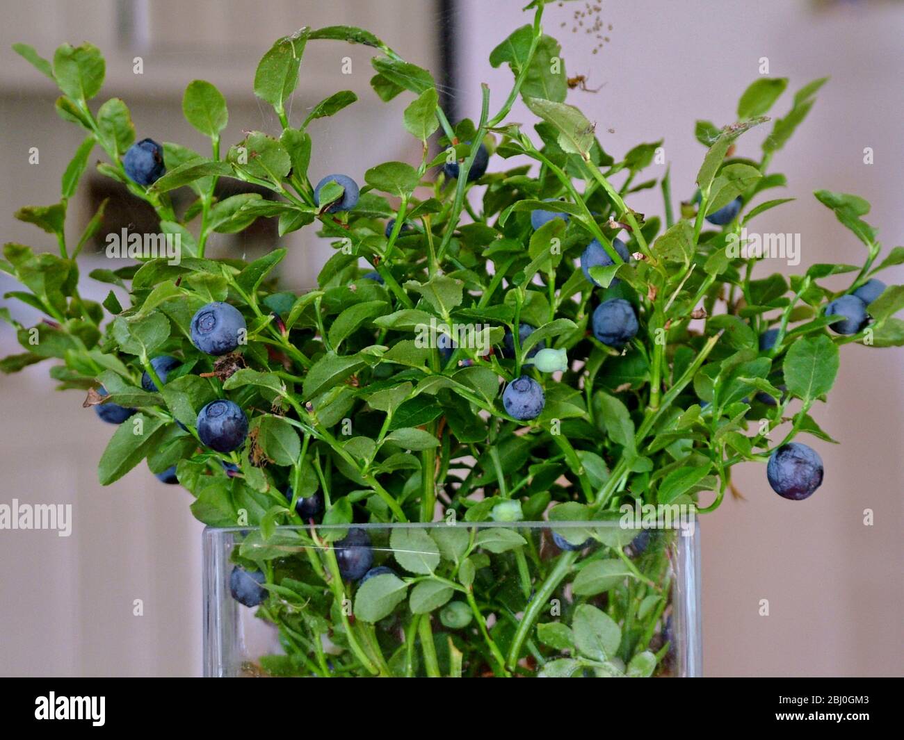 Blueberries on their stems picked as a bouquet in glass vase in Swedish interior - Stock Photo