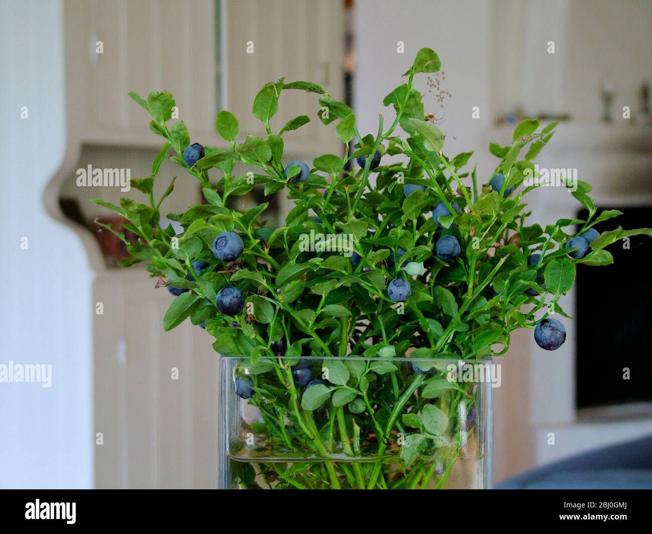 Wild blueberries picked as a bouquet and displayed in glass tank vase in Swedish interior - Stock Photo