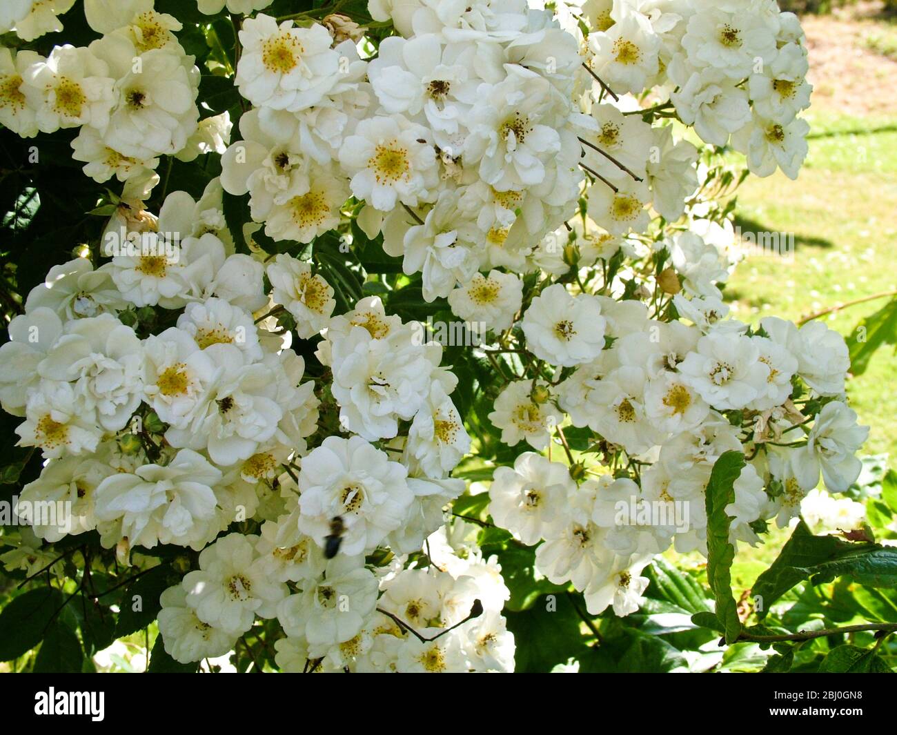 Little creamy white rose growing in profusion in summer garden - Stock Photo