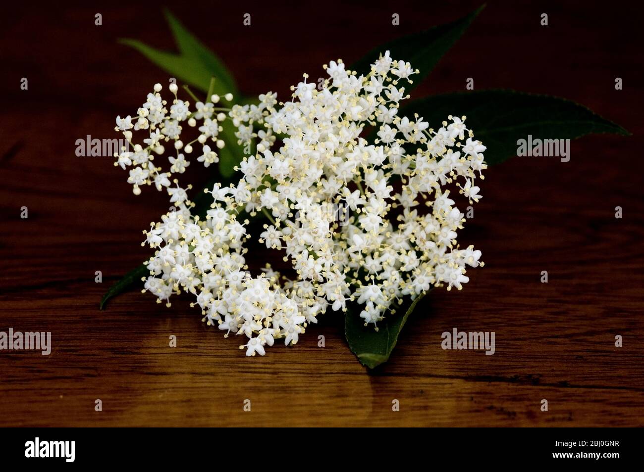 Elderflower bloom - Stock Photo