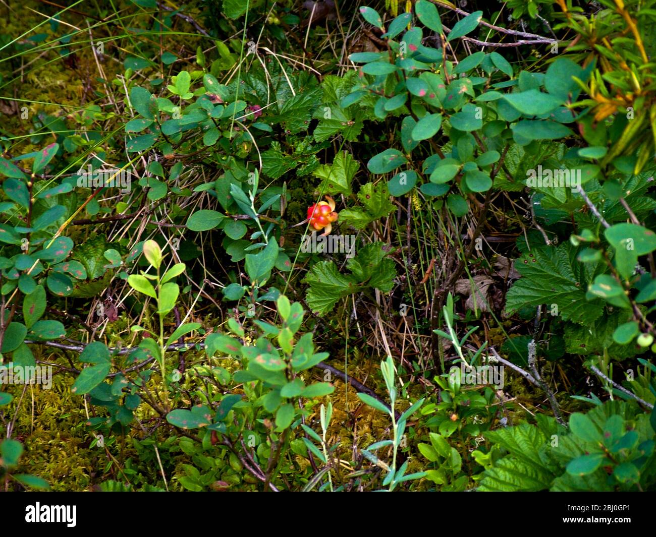 Cloudberry on cloudberry plant among blueberry bushes on Swedish forest floor. - Stock Photo