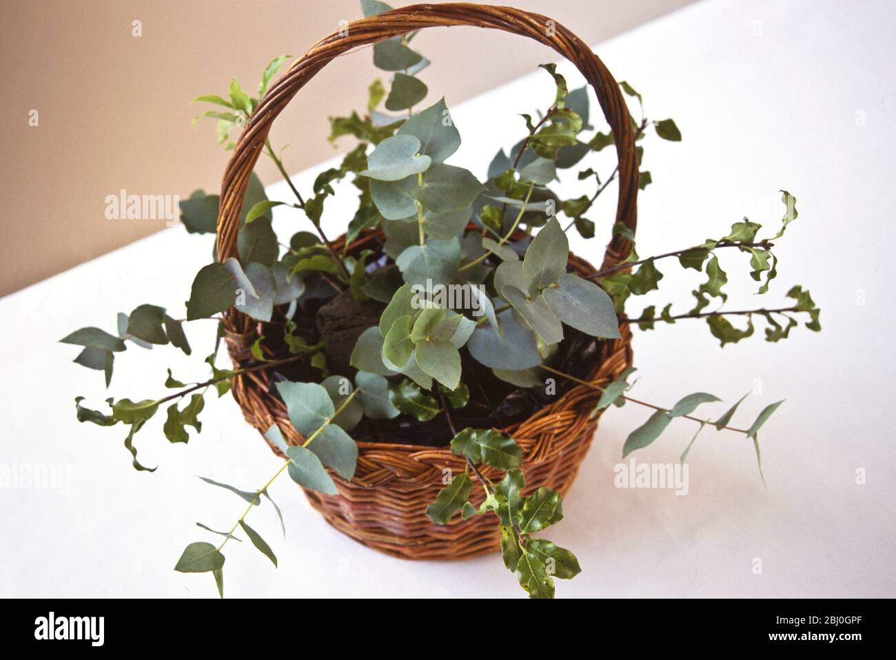 Foundation of flower arrangement - eucalyptus and greenery gsprigs in oasis in handled basket - Stock Photo