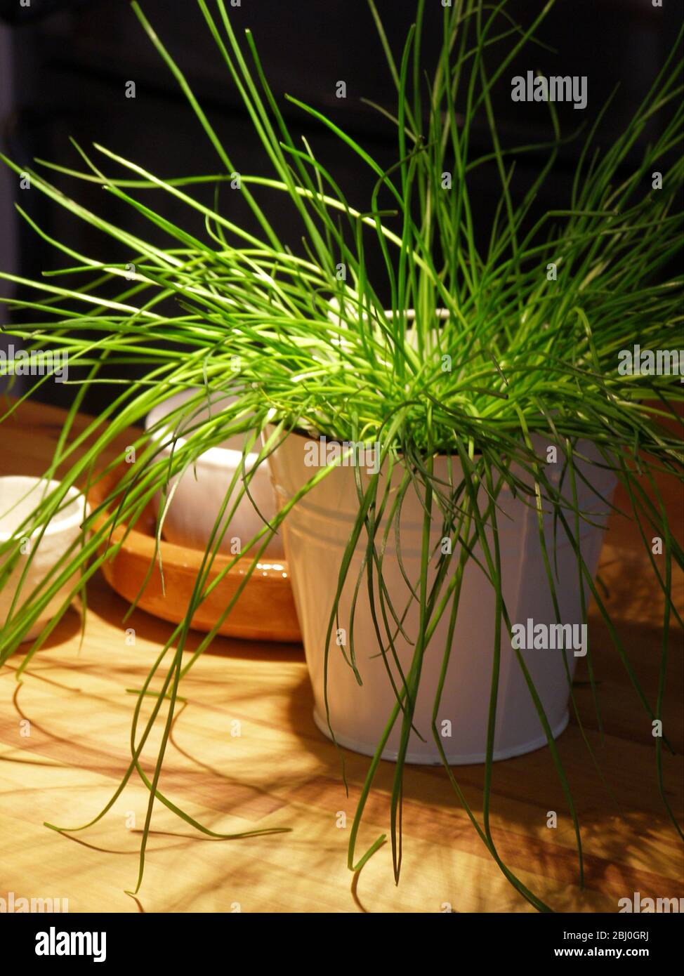 Brightly lit pot of chives on kitchen counter - Stock Photo