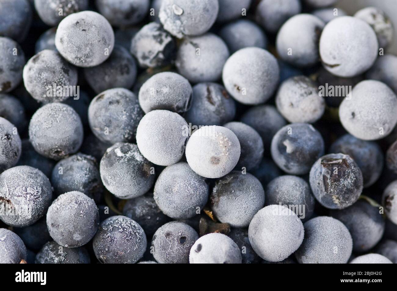 A bowl of sloes that has been in the freezer for an day or two in order to soften them slightly before putting them in gin with sugar for sloe gin. - Stock Photo