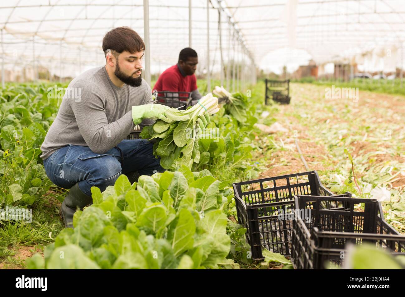Confident young bearded worker cutting fresh green chard on farm plantation. Harvest time Stock Photo