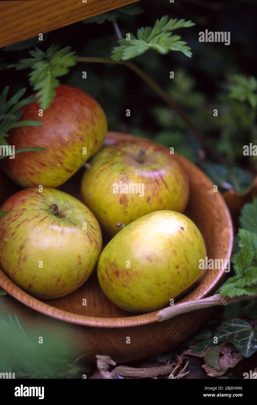 Four cox's apples in wooden bowl in picnic seting outdoors - Stock Photo