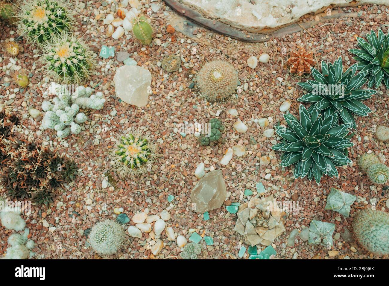 Rectangular arrangement of succulents; cactus succulents in a planter ...