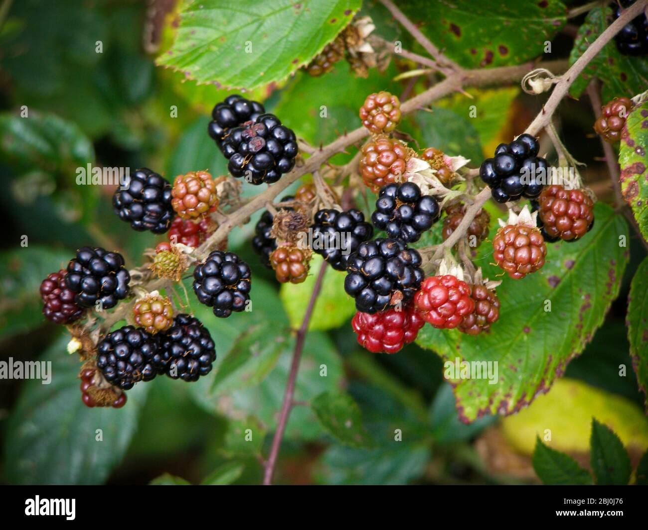 Blackberries ripening in Kentish hedgerow - Stock Photo
