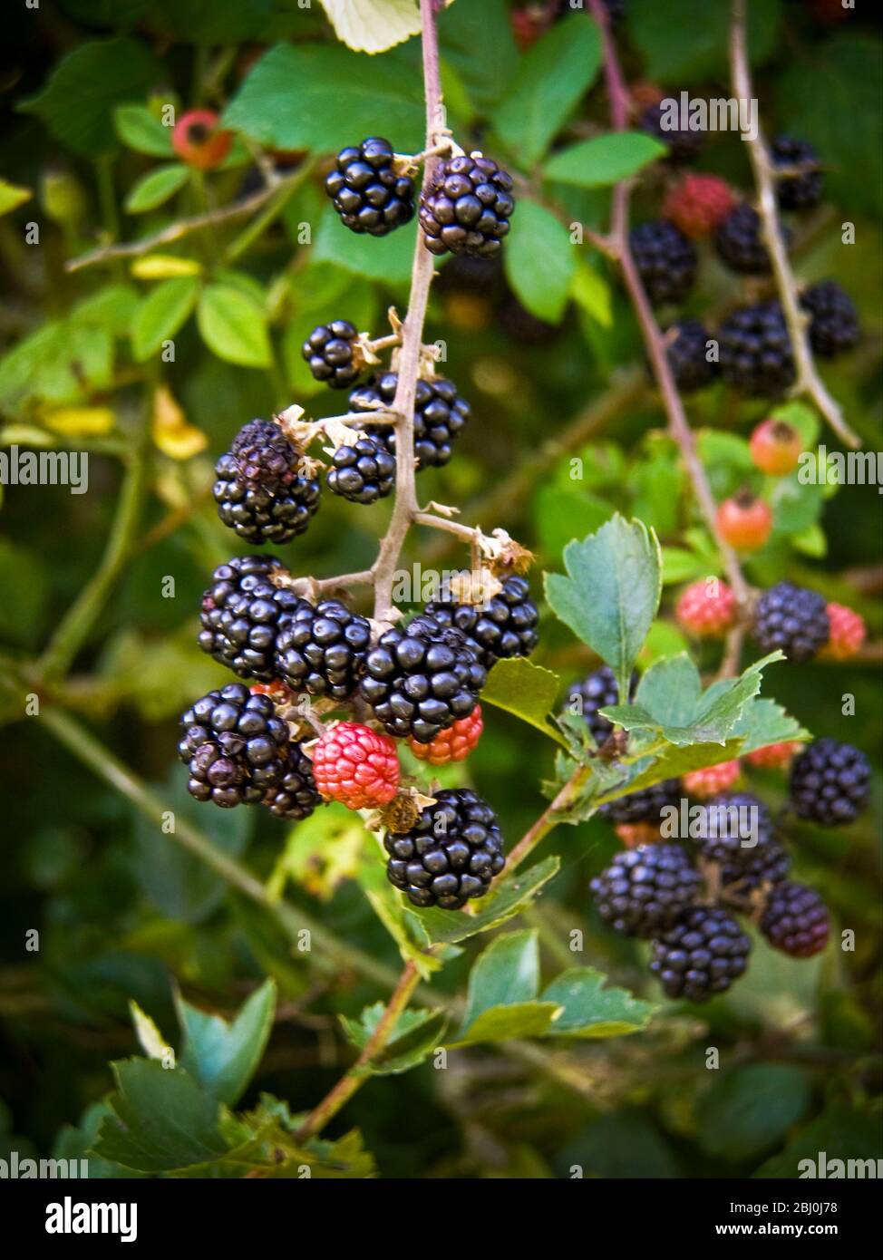 Bramble or brambleberry stock image. Image of tangled - 128721473