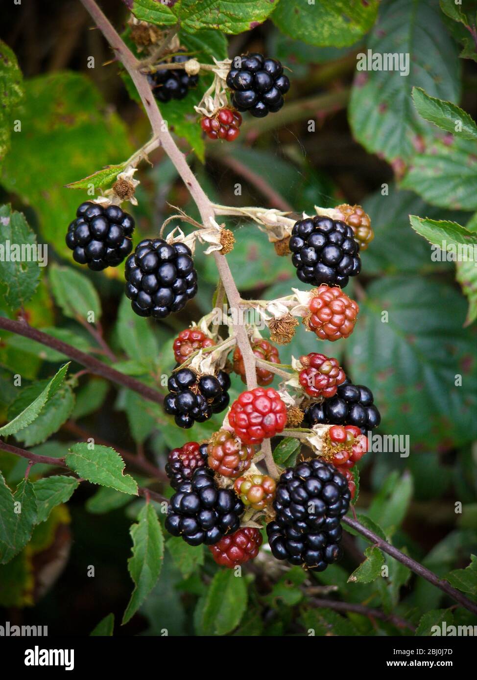 Blackberries ripening in Kentish hedgerow Stock Photo Alamy